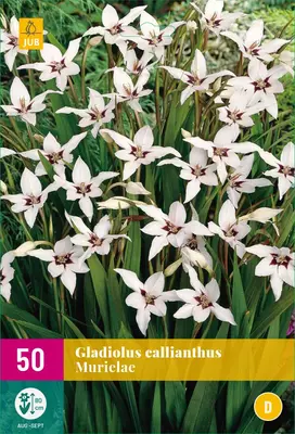 Gladiolus callianthus 50 stuks - afbeelding 1