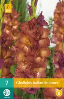 Gladiolus indian summer 7 stuks - afbeelding 1