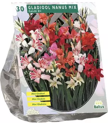 Gladiolus nanus 30 stuks - afbeelding 1