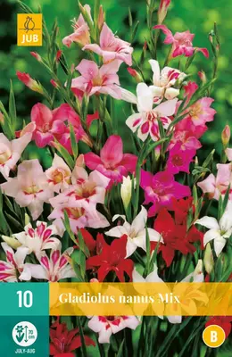 Gladiolus nanus mix 10 stuks - afbeelding 1