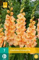 Gladiolus orangerie 7 stuks - afbeelding 1