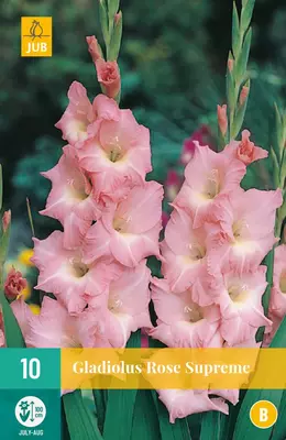 Gladiolus rose supreme 10 stuks - afbeelding 1