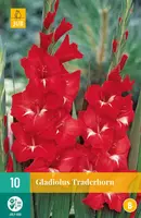 Gladiolus traderhorn 10 stuks kopen?