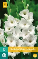 Gladiolus white prosperity 10 stuks - afbeelding 1
