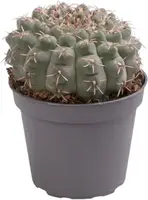 Gymnocalycium baldianum (Cactus) 10cm - afbeelding 1