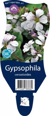Gypsophila cerastioides (Gipskruid) - afbeelding 1