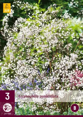 Gypsophila paniculata 3 stuks - afbeelding 1