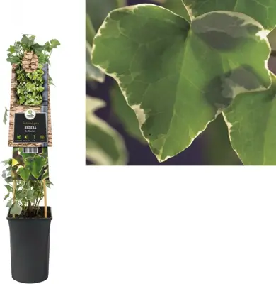 Hedera helix 'Glacier' (Klimop) klimplant 75cm - afbeelding 1