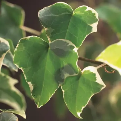 Hedera helix 'Glacier' (Klimop) klimplant 75cm - afbeelding 4