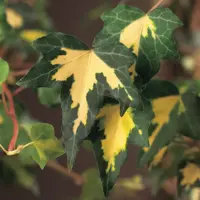 Hedera helix 'Goldheart' (Klimop) klimplant 75cm - afbeelding 4