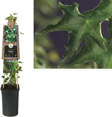 Hedera helix 'Ivalace' (Klimop) klimplant 75cm - afbeelding 1