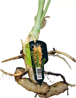 Hedychium gemberplant 1 stuks - afbeelding 2