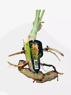 Hedychium gemberplant 1 stuks - afbeelding 1