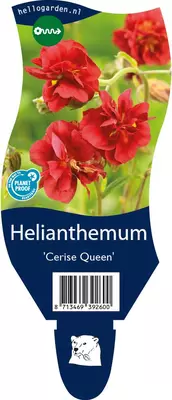 Helianthemum 'Cerise Queen' (Zonneroosje) - afbeelding 1