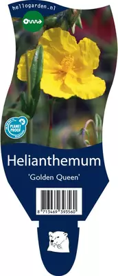 Helianthemum 'Golden Queen' (Zonneroosje) - afbeelding 1