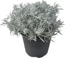Helichrysum italicum (Kerrieplant) ø14 cm kopen?
