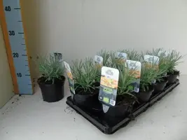 Helichrysum italicum (Kerrieplant) 15cm kopen?