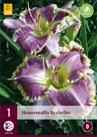 Hemerocallis bestseller 1 stuks - afbeelding 1