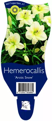 Hemerocallis (Daglelie) - afbeelding 1
