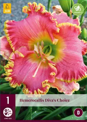 Hemerocallis divas choice 1 stuks - afbeelding 1