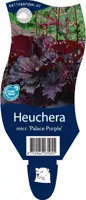 Heuchera micrantha 'Palace Purple' (Purperklokje) - afbeelding 1