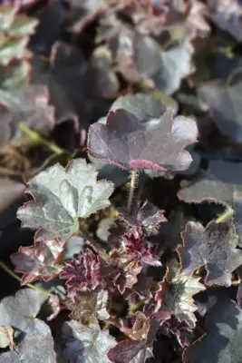 Heuchera micrantha 'Palace Purple' (Purperklokje) - afbeelding 2