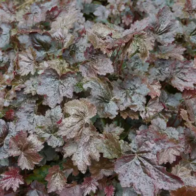 Heuchera micrantha 'Palace Purple' (Purperklokje) - afbeelding 3