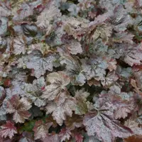 Heuchera micrantha 'Palace Purple' (Purperklokje) - afbeelding 3