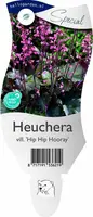 Heuchera villosa 'Hip Hip Hooray' (Purperklokje) - afbeelding 1