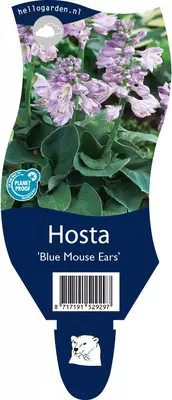 Hosta 'Blue Mouse Ears' (Hartlelie) - afbeelding 1