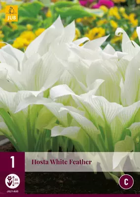 Hosta white feather 1 stuks - afbeelding 1