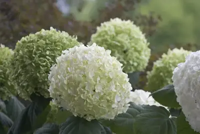 Hydrangea arb. 'strong annabelle'® 30cm - afbeelding 2