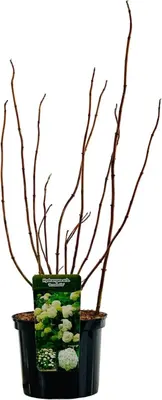 Hydrangea arborescens 'Annabelle' (Hortensia) 60cm - afbeelding 2