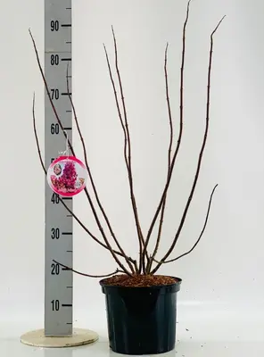 Hydrangea paniculata 'Mega Mindy' (Pluimhortensia) 60cm - afbeelding 2