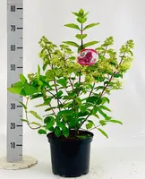 Hydrangea paniculata 'Mega Mindy' (Pluimhortensia) 60cm - afbeelding 3