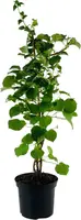 Hydrangea petiolaris (Hortensia) 60cm - afbeelding 1