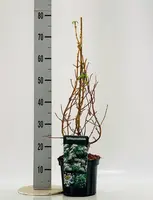 Hydrangea petiolaris (Hortensia) 60cm - afbeelding 2