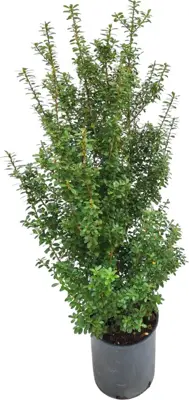 Ilex cren. 'caroline upright' h80 - afbeelding 1