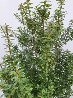 Ilex cren. 'caroline upright' h80 - afbeelding 2