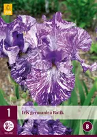 Iris germanica batik 1 stuks - afbeelding 1