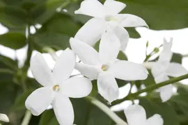 Jasminum polyanthum (Geurende jasmijn) 30cm - afbeelding 2