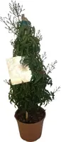 Jasminum polyanthum (Geurende jasmijn) 30cm kopen?