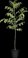 Juglans regia (Walnoot) fruitplant 100cm kopen?