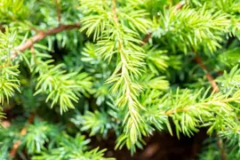 Juniperus conferta 'Schlager' (Kustjeneverbes) - afbeelding 3