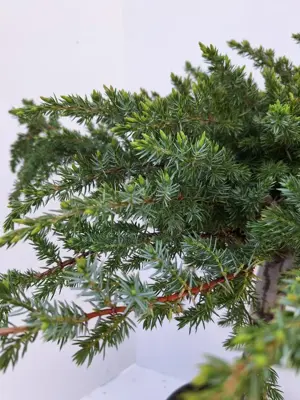 Juniperus conferta 'Schlager' (Kustjeneverbes) - afbeelding 2