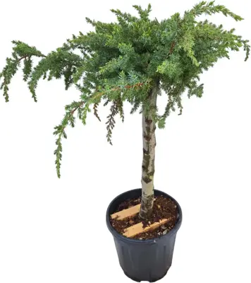 Juniperus conferta 'Schlager' (Kustjeneverbes) - afbeelding 1