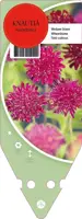 Knautia Macedonica (Beemdkroon)