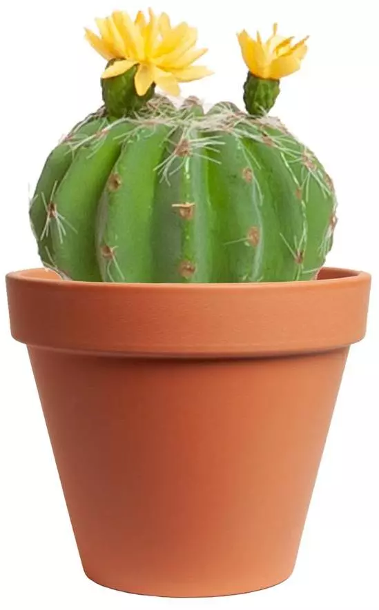 Inspecteren af hebben radar Kunstplant cactus met bloem 8cm groen (excl. pot) kopen? - tuincentrum  Osdorp :)