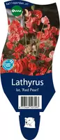 Lathyrus (Pronkerwt) - afbeelding 1