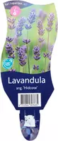 Lavandula angustifolia 'Hidcote' (Lavendel) kopen?